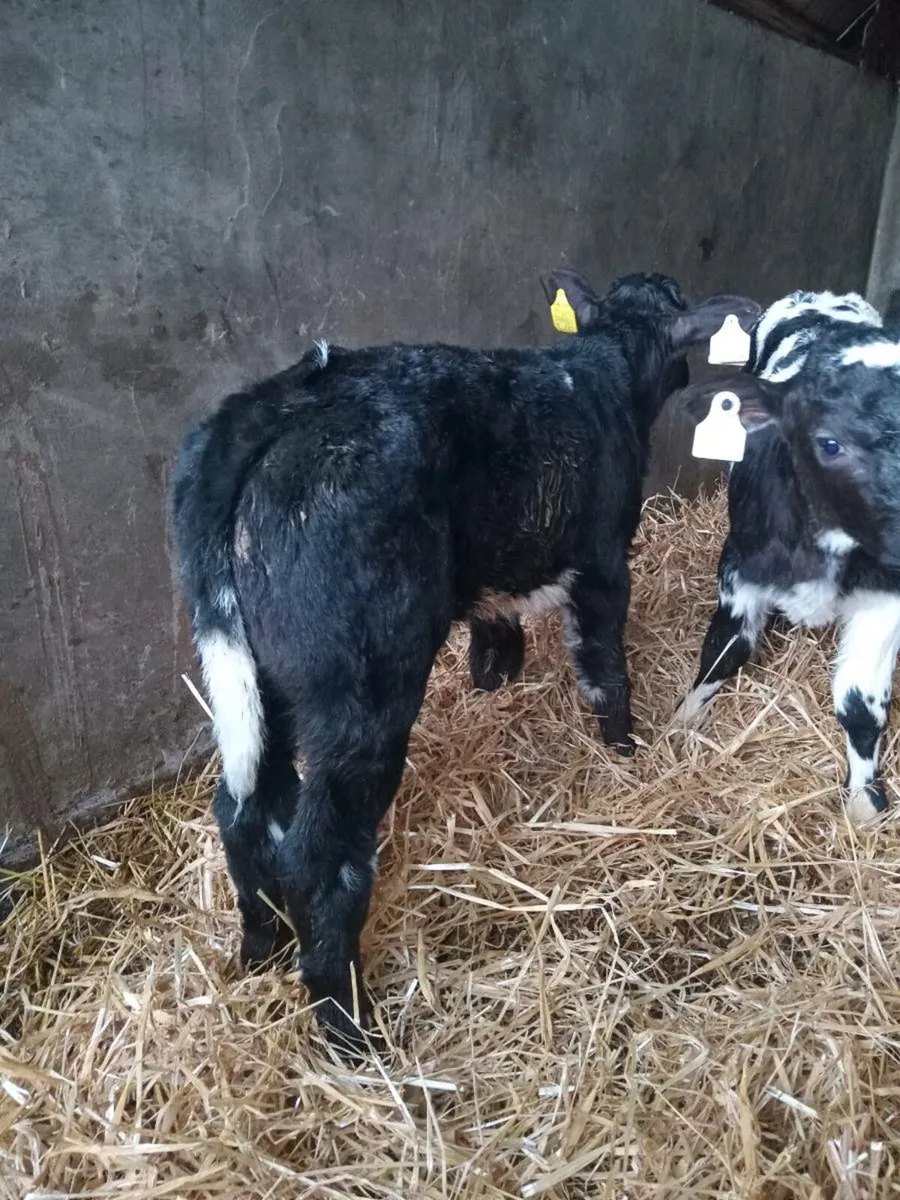 Two smashing u grade blue calves - Image 3