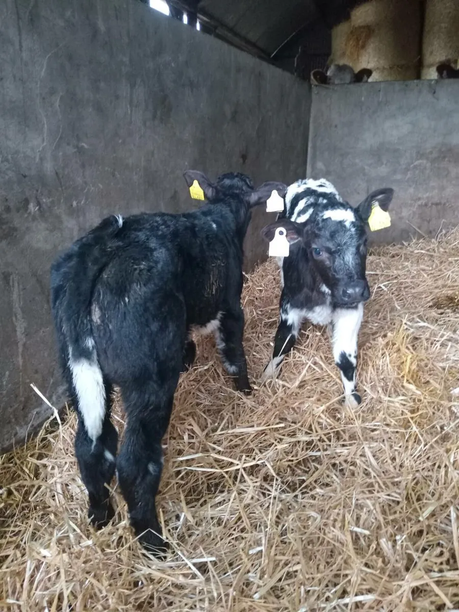Two smashing u grade blue calves - Image 4