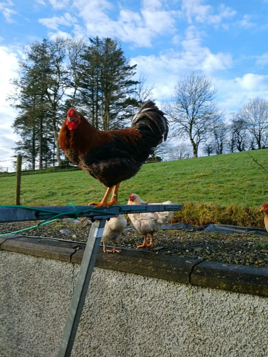 5 hens, 1 rooster  and a coup. - Image 3