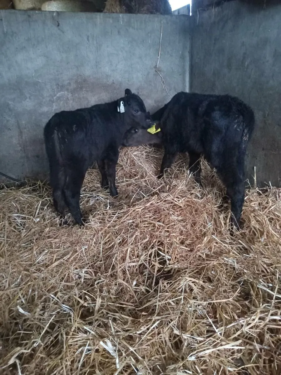 Two angus bull calves
