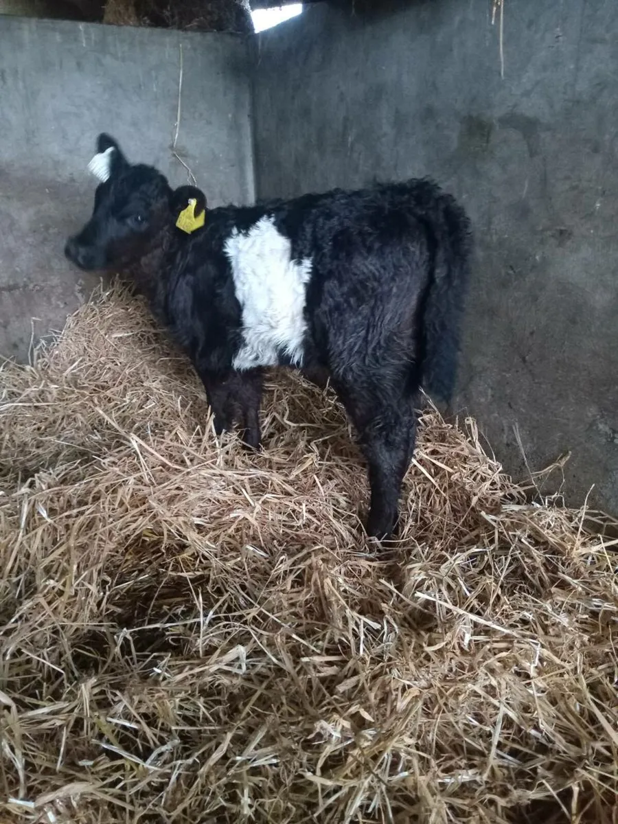 1 smashing galloway heifer calf - Image 2