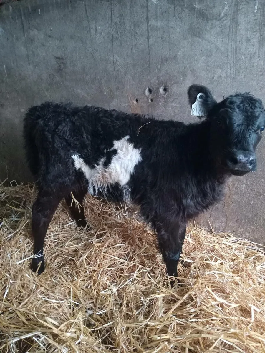 1 smashing galloway heifer calf - Image 3