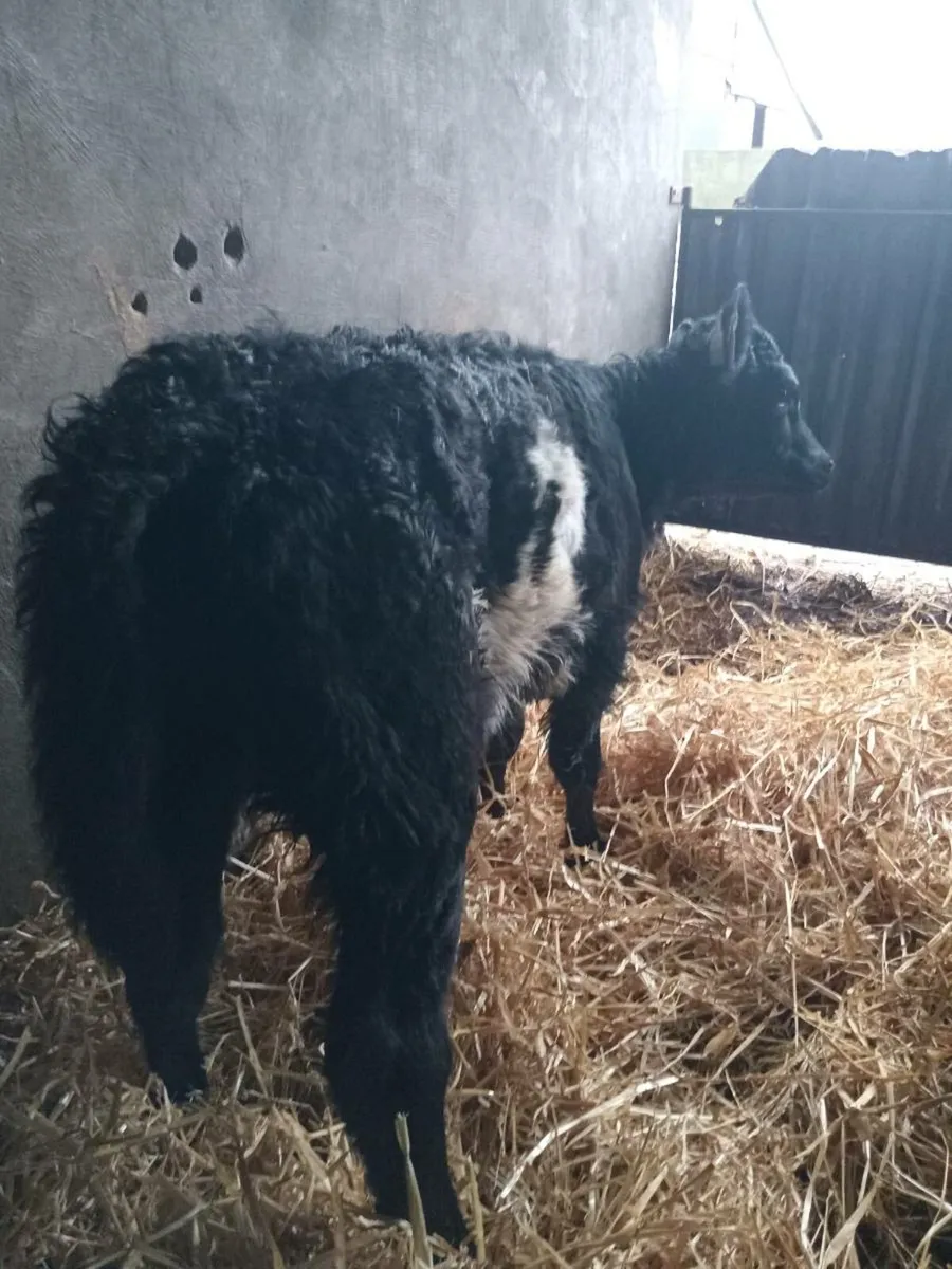 1 smashing galloway heifer calf - Image 4