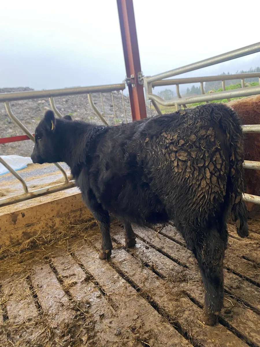 Pure bred Angus heifer - Image 1