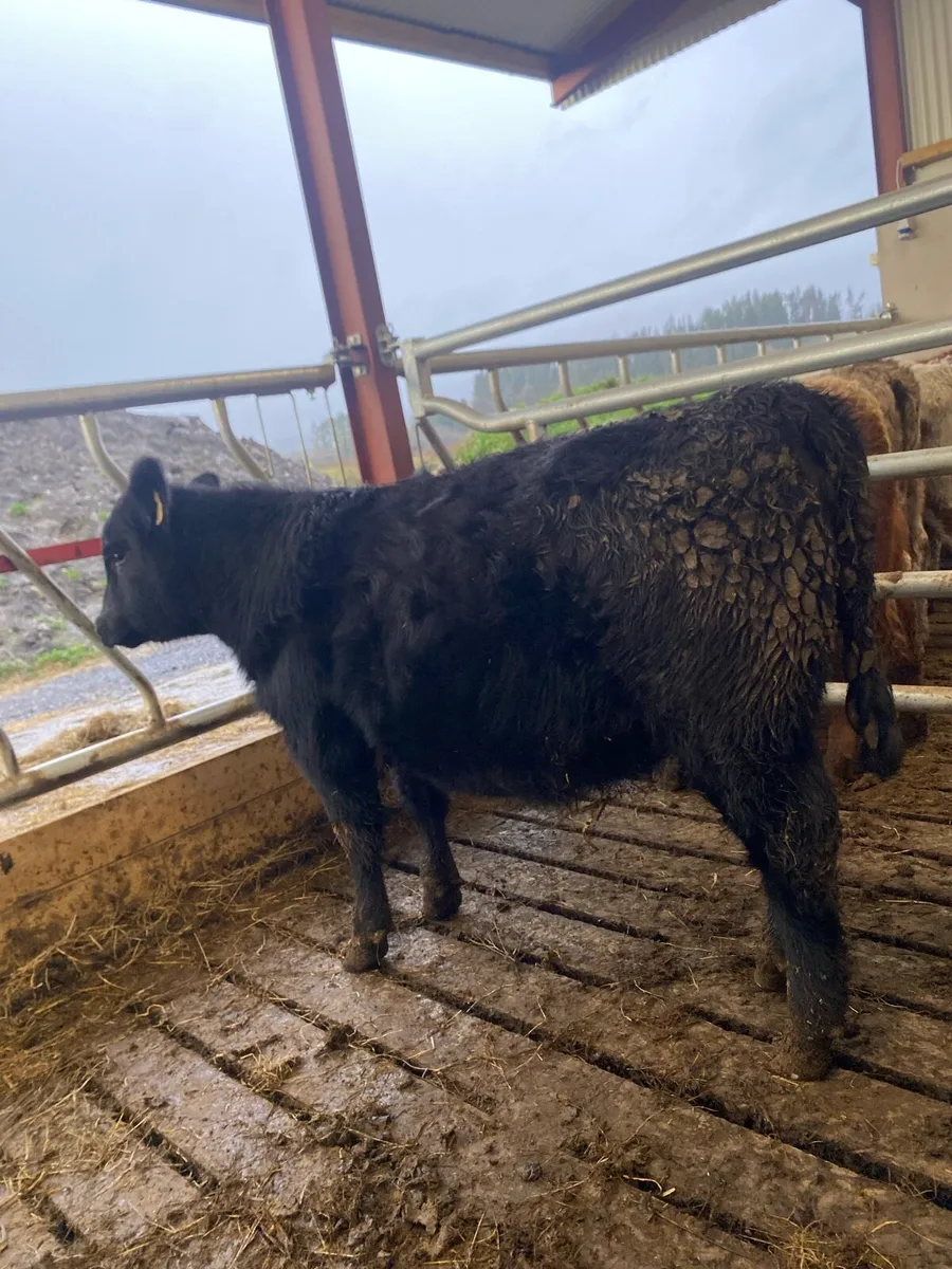 Pure bred Angus heifer - Image 2