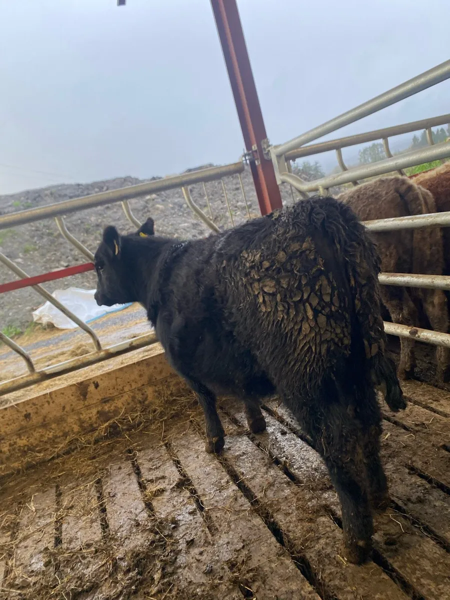 Pure bred Angus heifer - Image 3