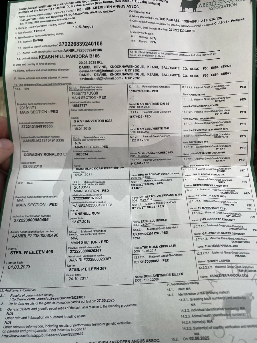 Pure bred Angus heifer - Image 4