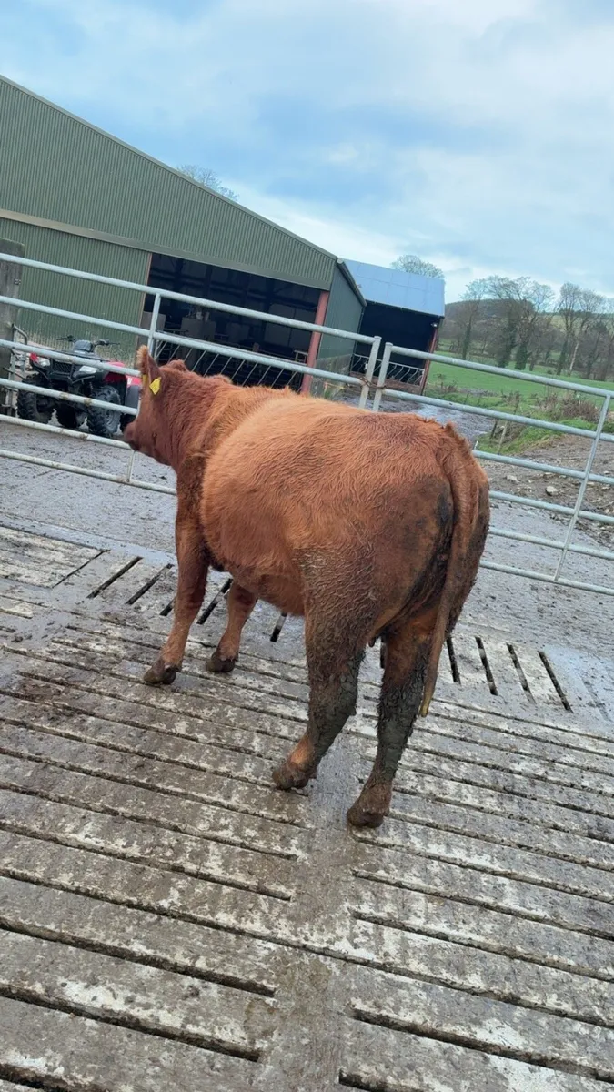 Purebred red Angus heifer - Image 1