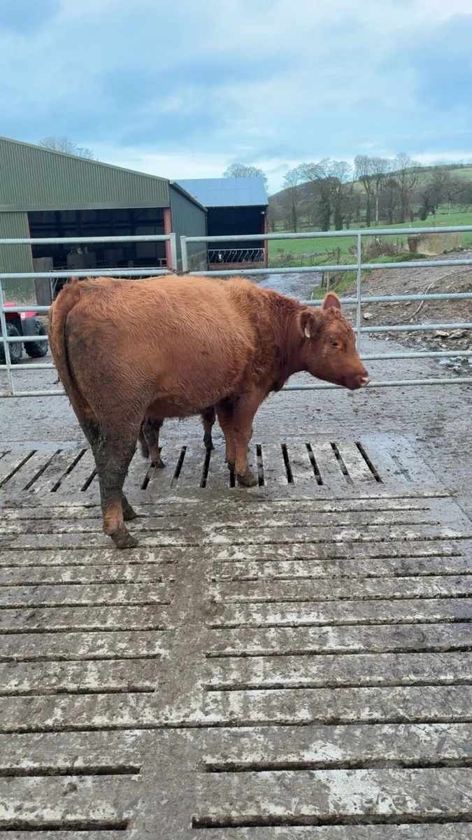 Purebred red Angus heifer - Image 2