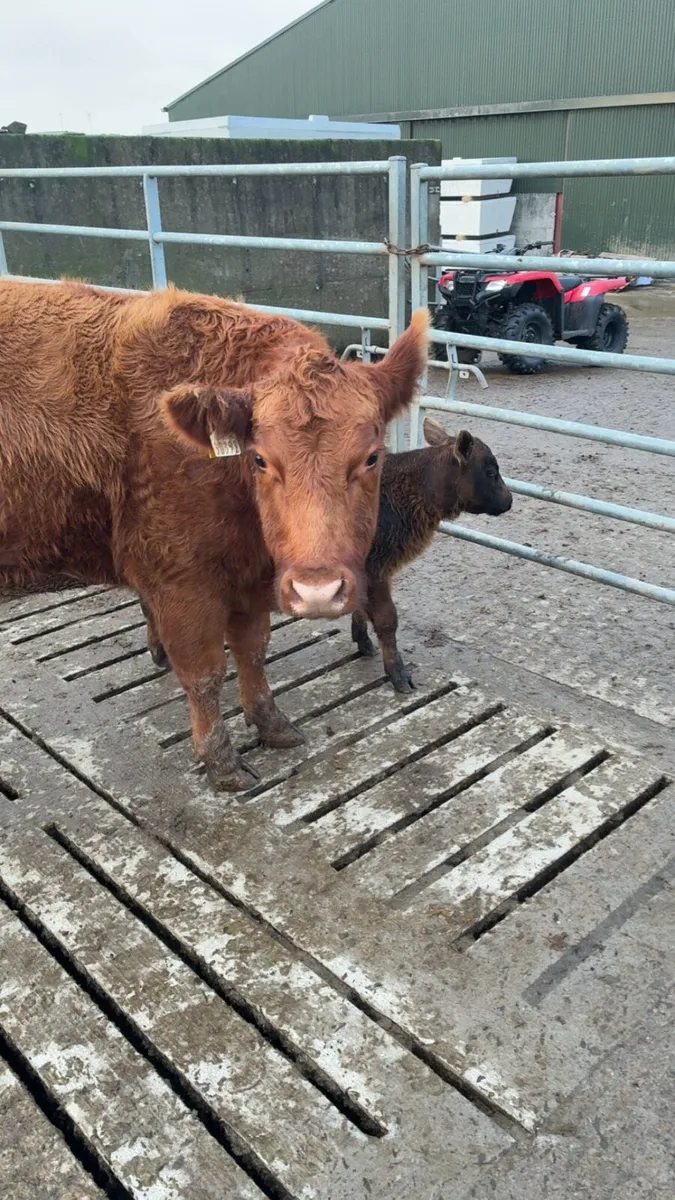 Purebred red Angus heifer - Image 3