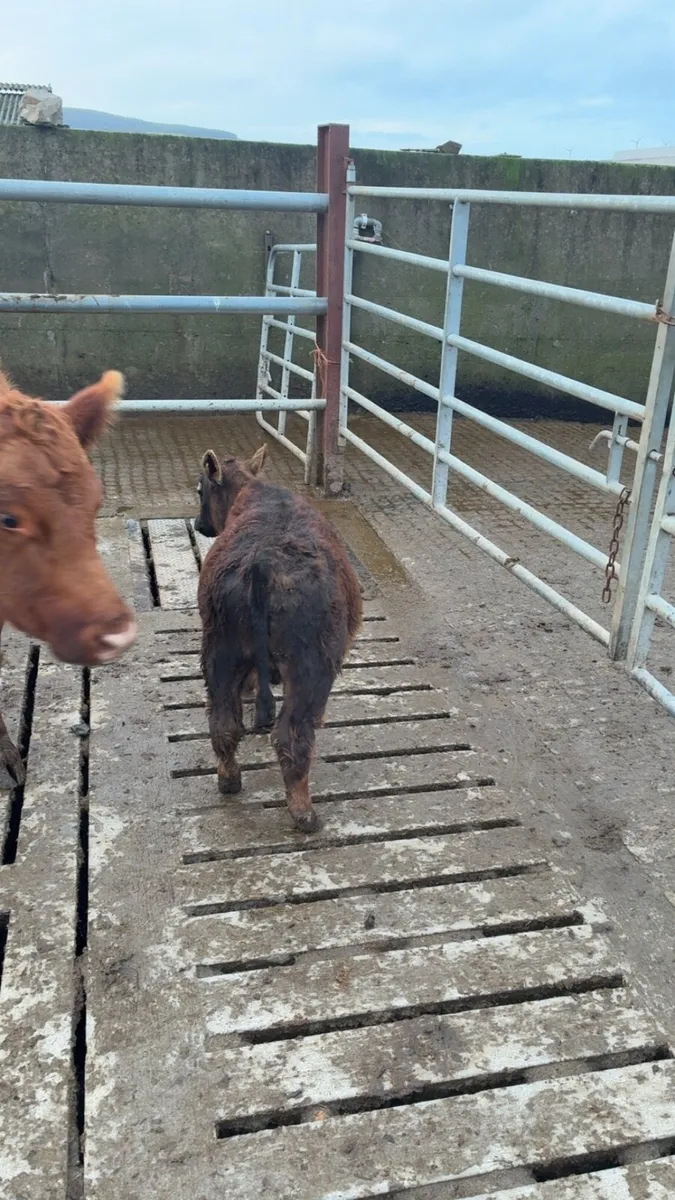 Purebred red Angus heifer - Image 4