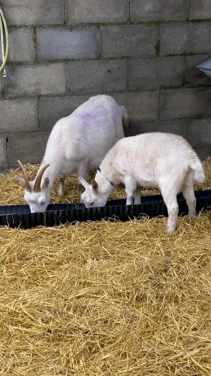 Goat and kid - Image 2