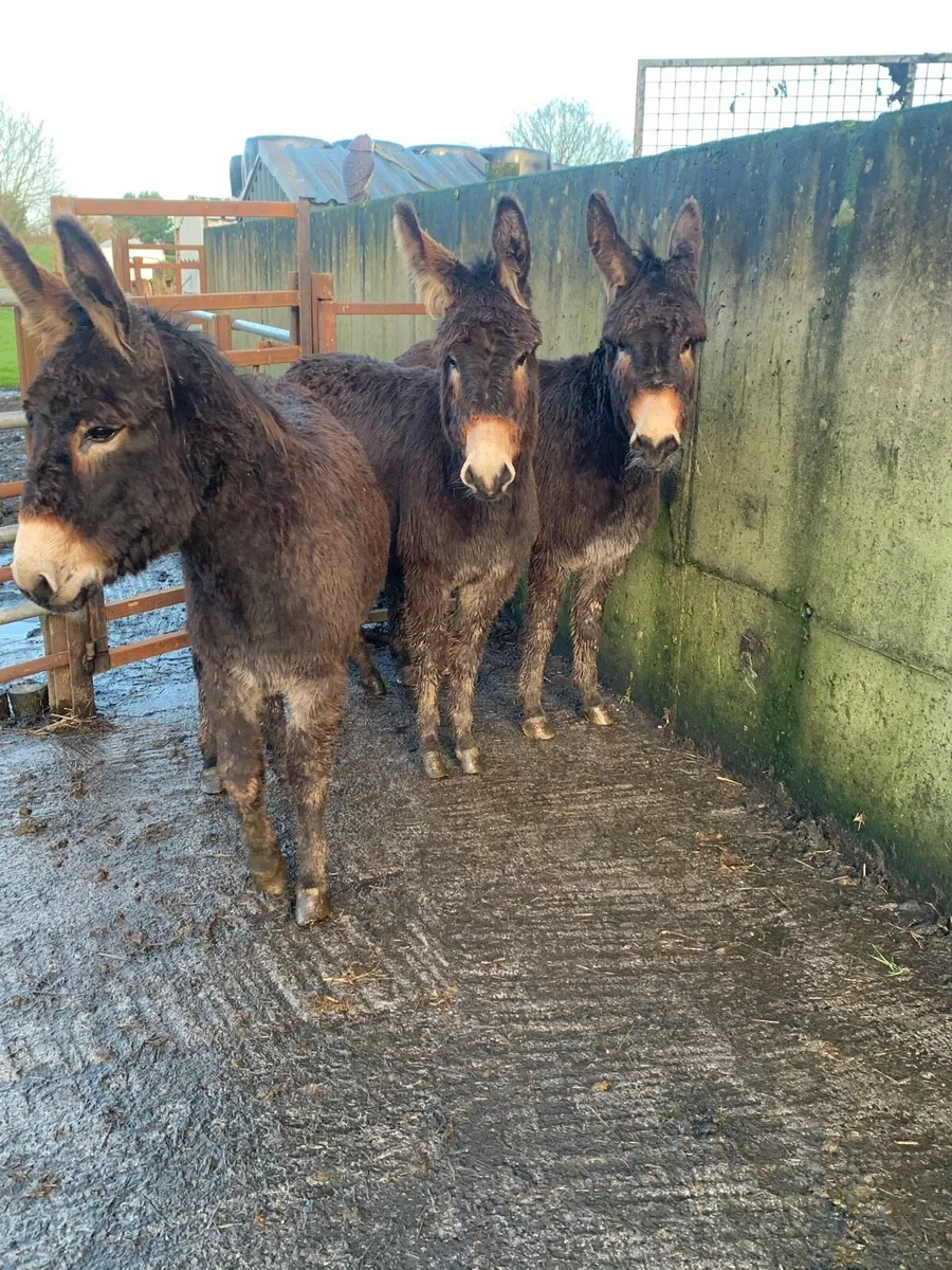 3 young mare donkeys with books - Image 1