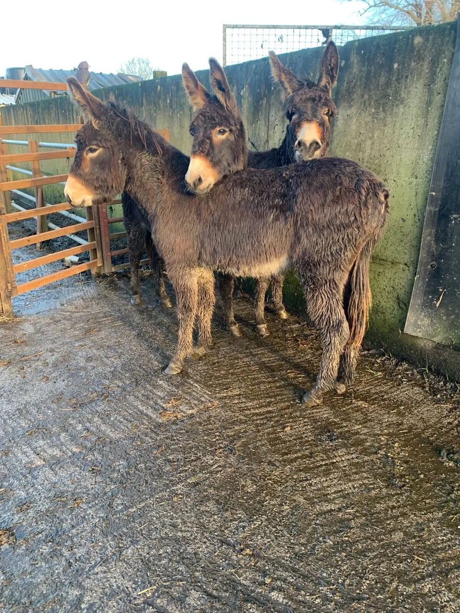 3 young mare donkeys with books - Image 2