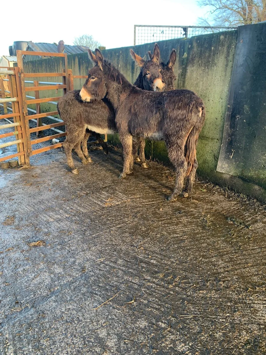 3 young mare donkeys with books - Image 3