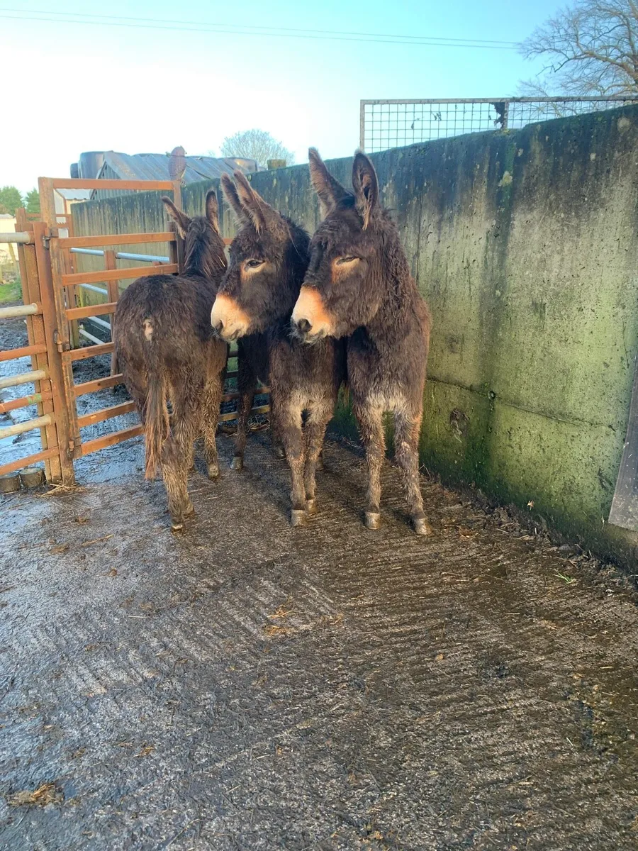 3 young mare donkeys with books - Image 4