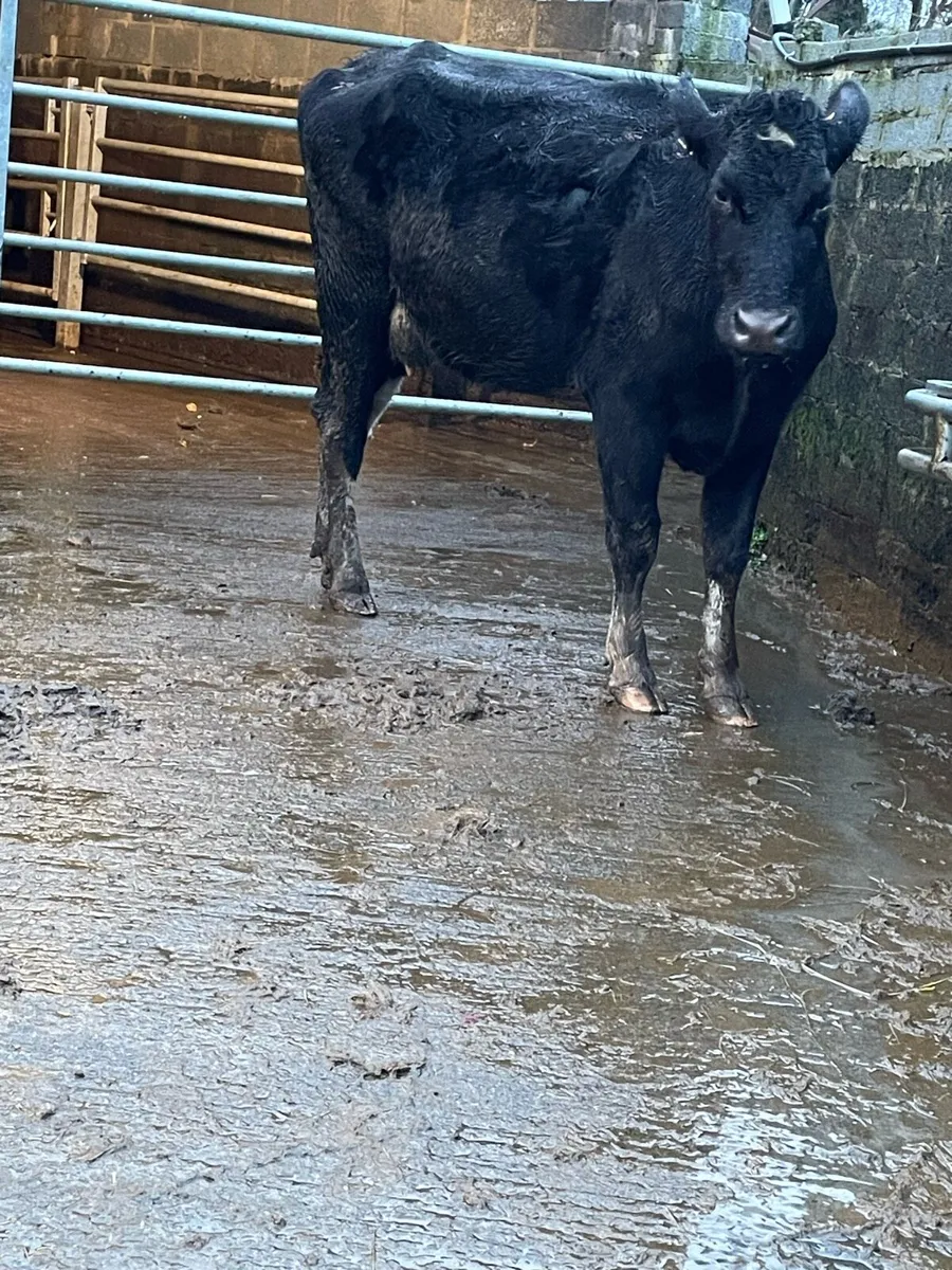 Fr Incalf heifer Incalf to pb herford - Image 4