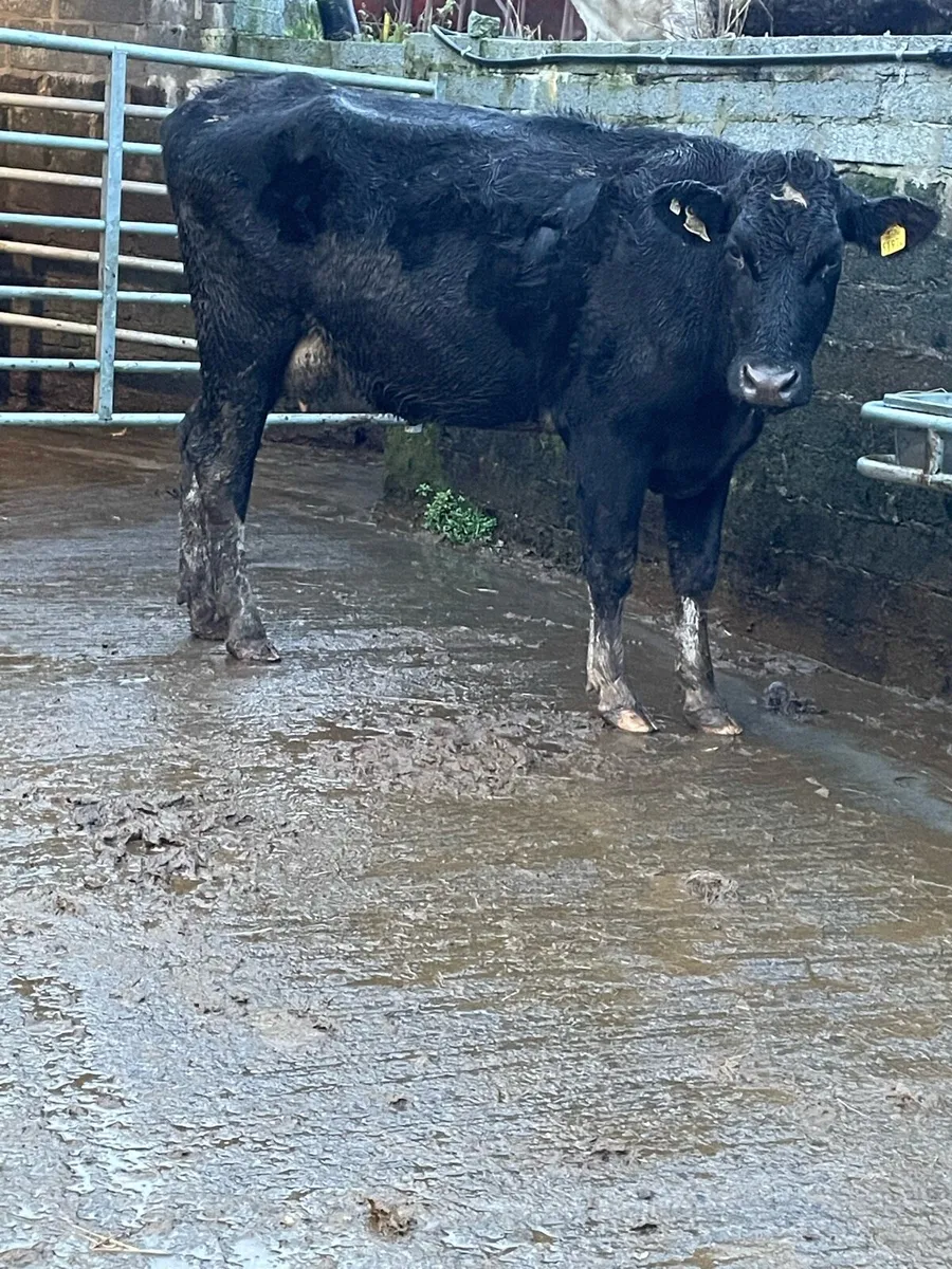 Fr Incalf heifer Incalf to pb herford - Image 3