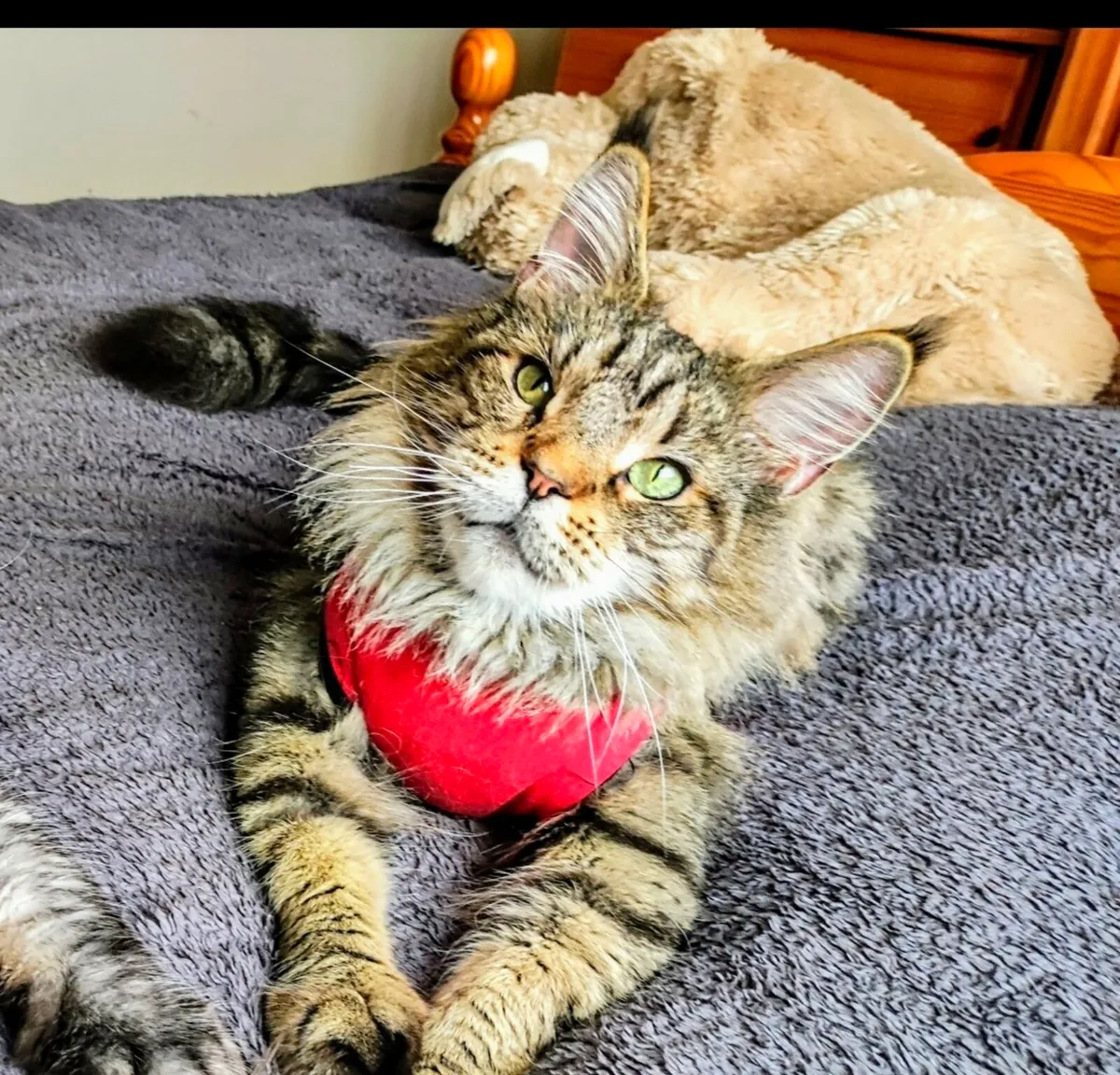 Maine Coon Girl - Image 1