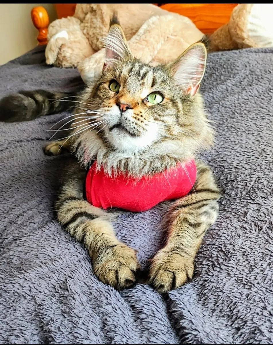 Maine Coon Girl - Image 2