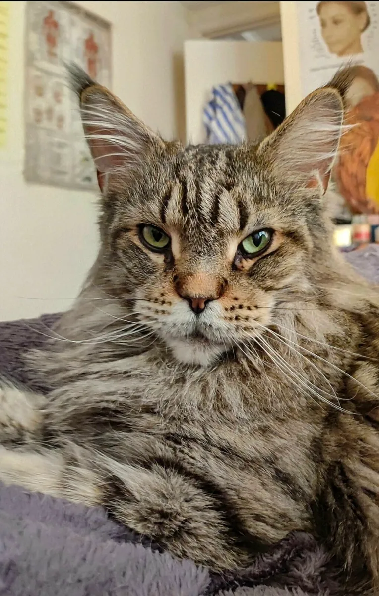 Maine Coon Girl - Image 3