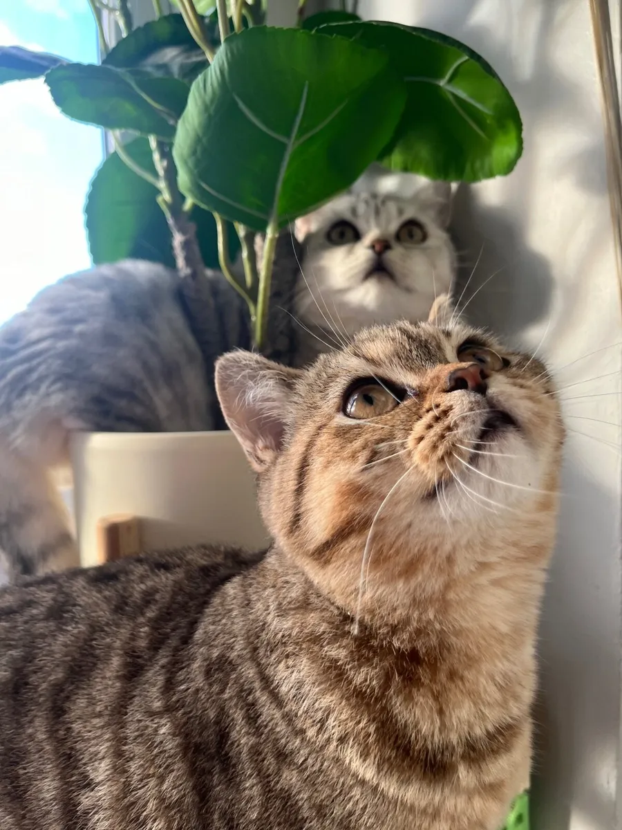 British shorthair kittens - Image 2