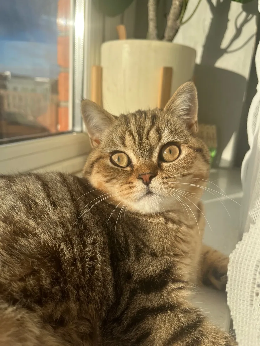 British shorthair kittens - Image 3