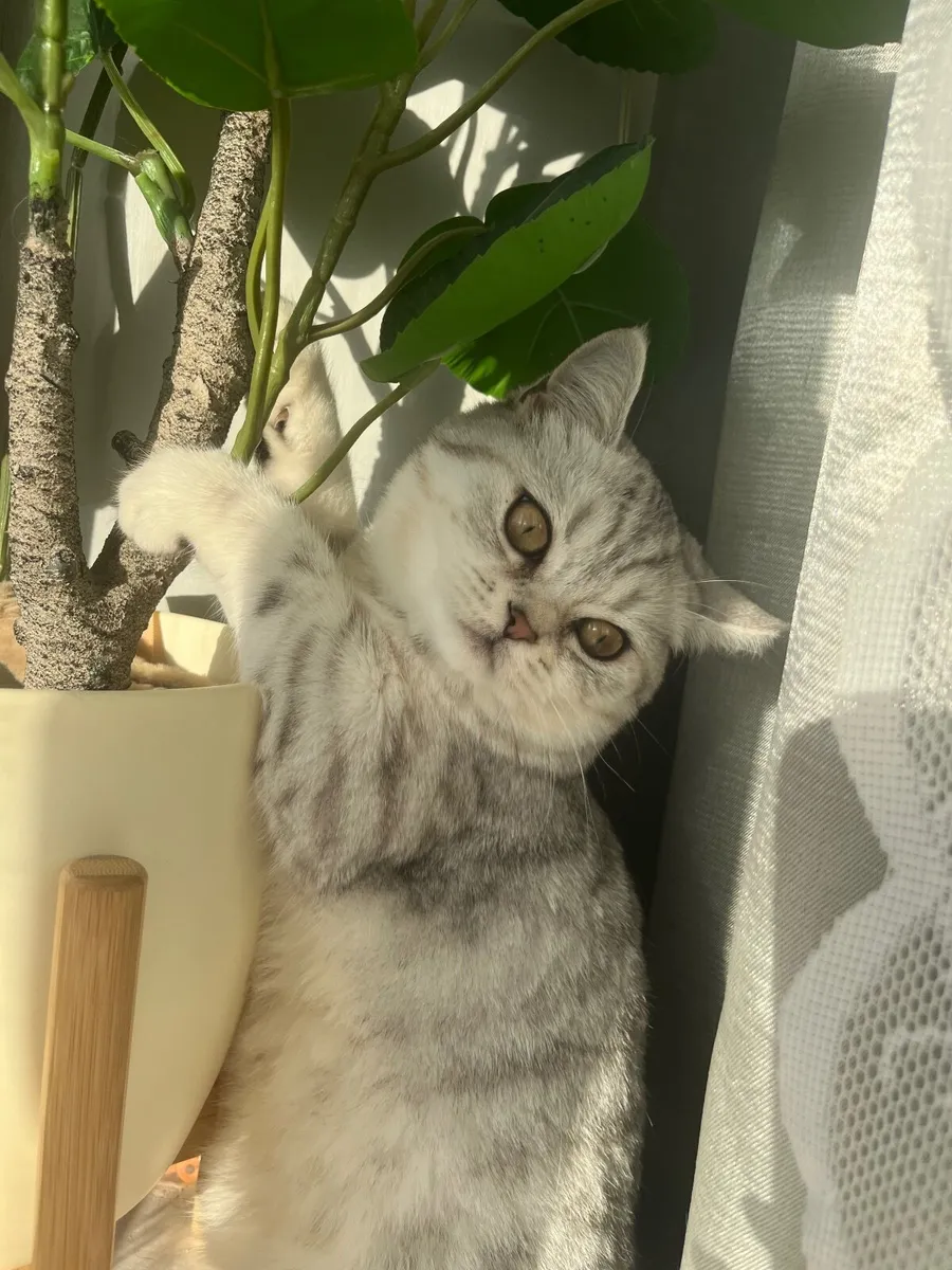 British shorthair kittens - Image 4