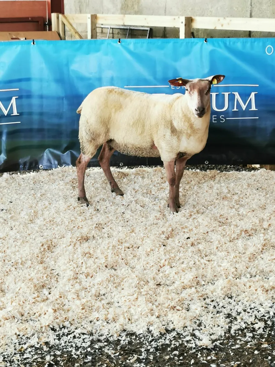 Rouge Females for Sale - Image 2