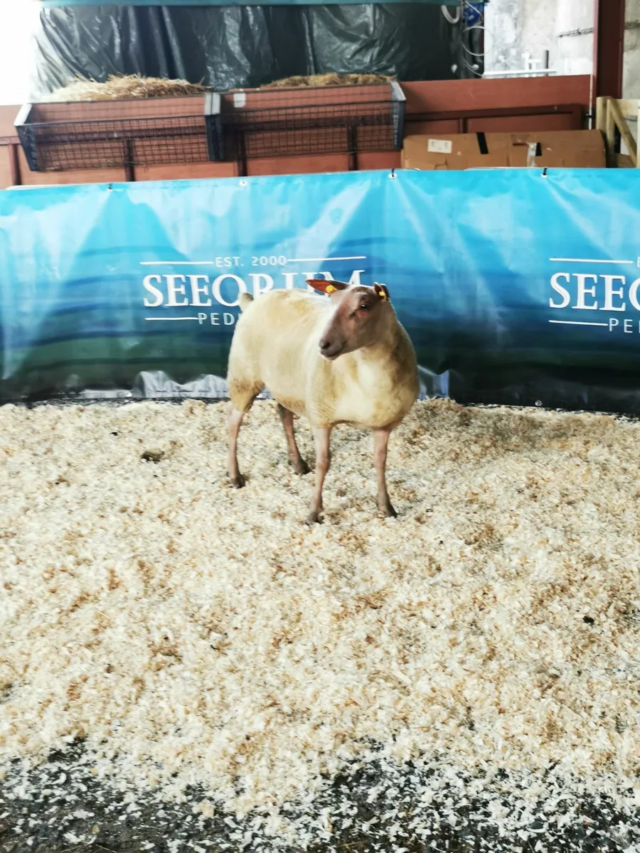 Rouge Females for Sale - Image 3