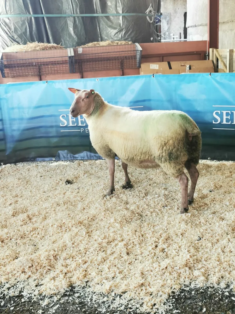 Rouge Females for Sale - Image 1