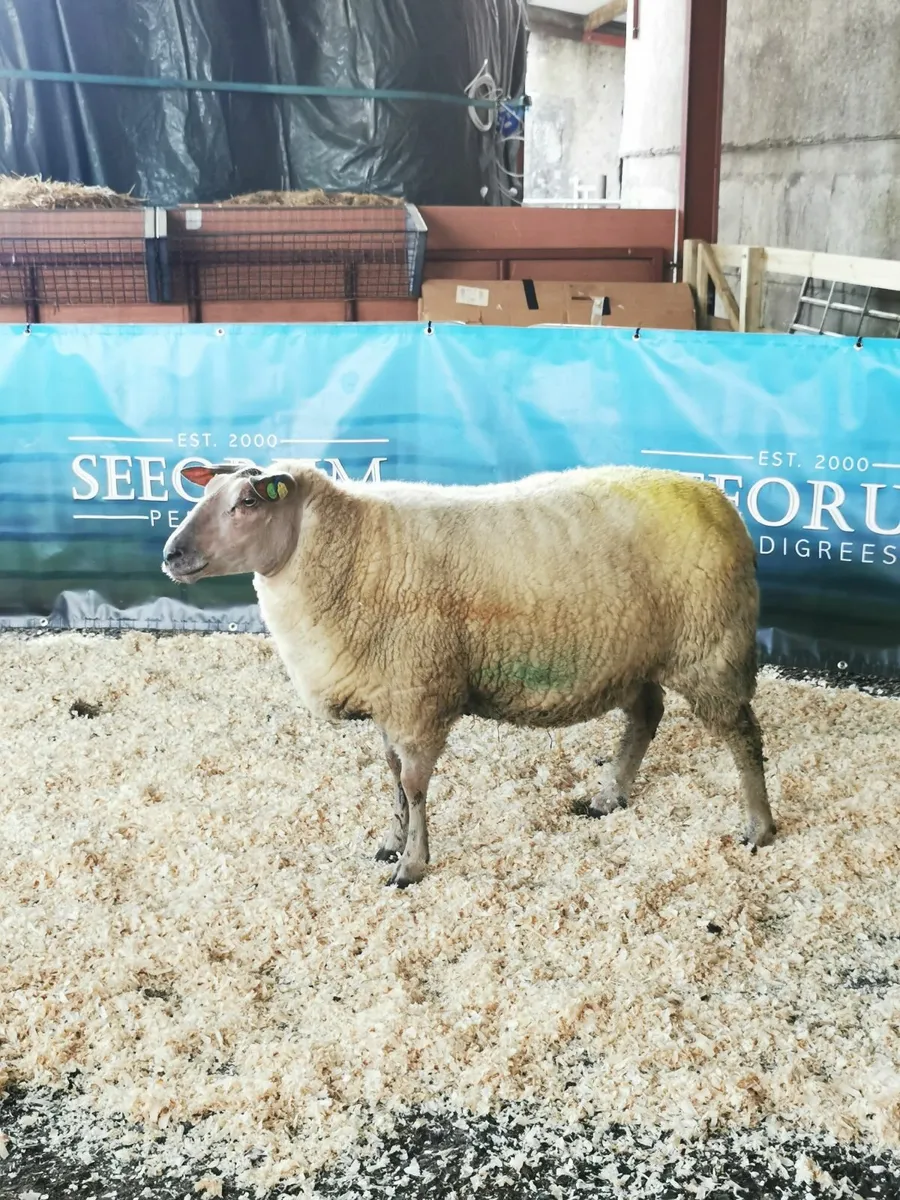 Rouge Females for Sale - Image 4