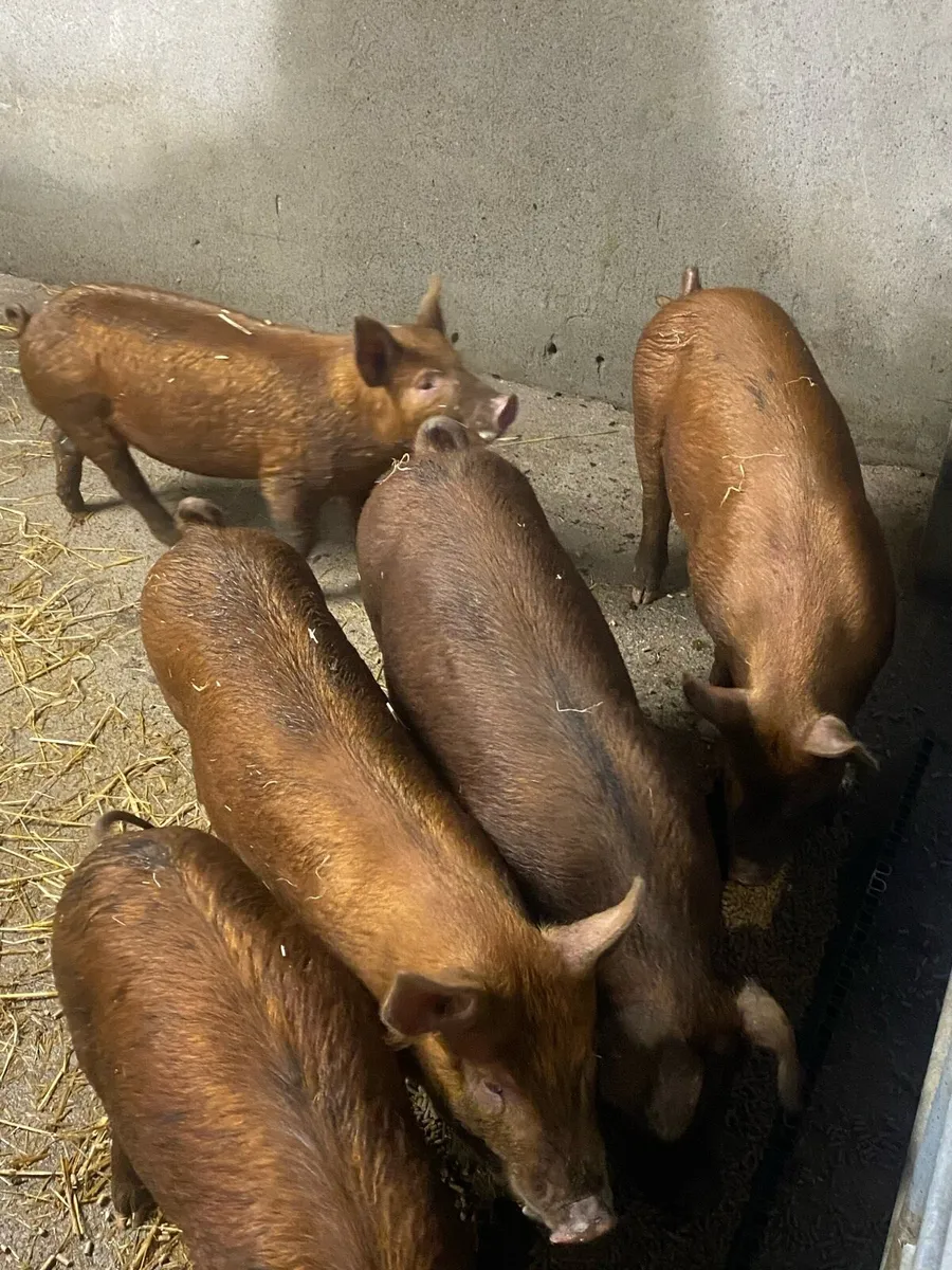 Pigs - Image 1