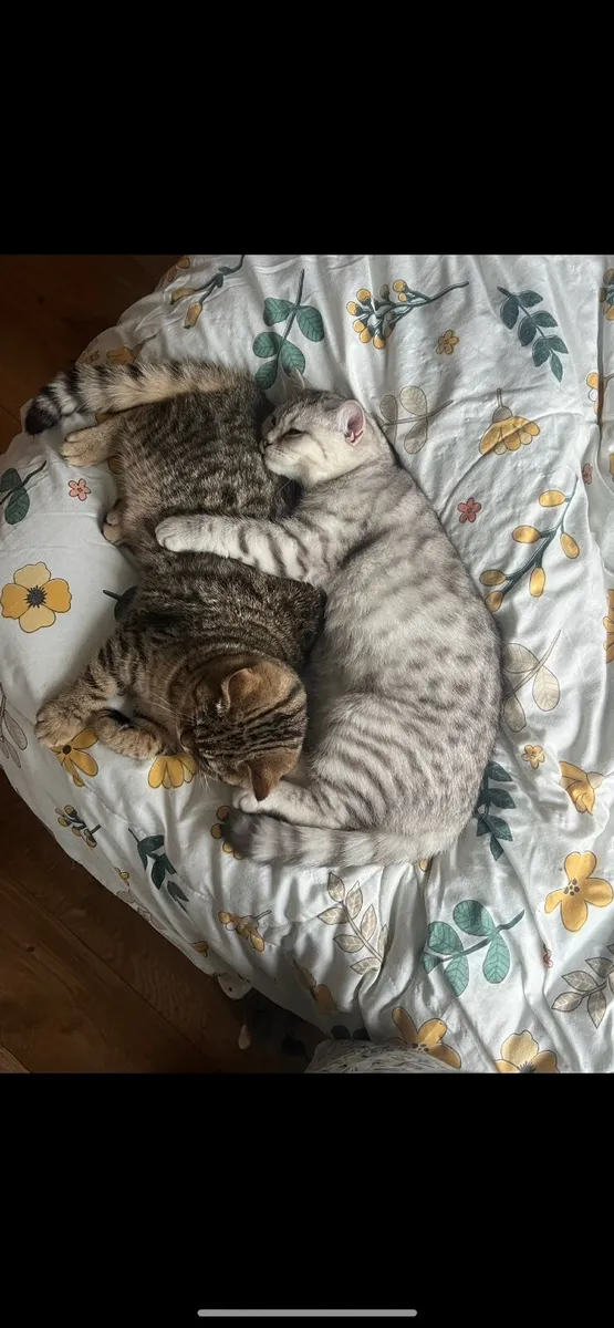 British shorthair kittens - Image 1