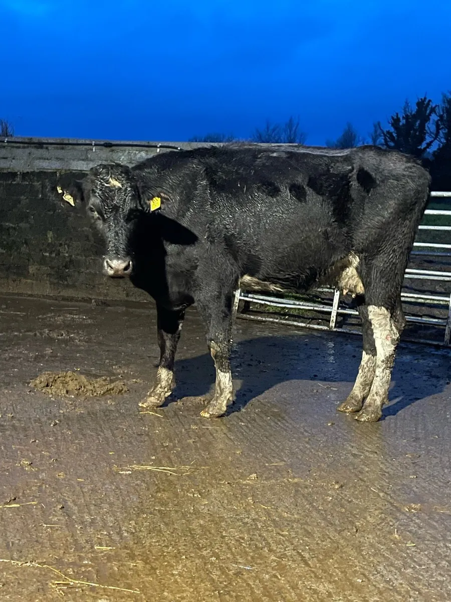 Fr Incalf heifer Incalf to pb herford - Image 1