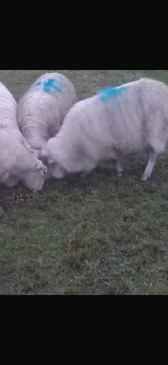 Broken mouth ewes for sale - Image 1