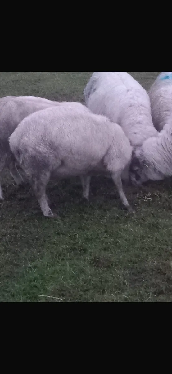 Broken mouth ewes for sale - Image 2