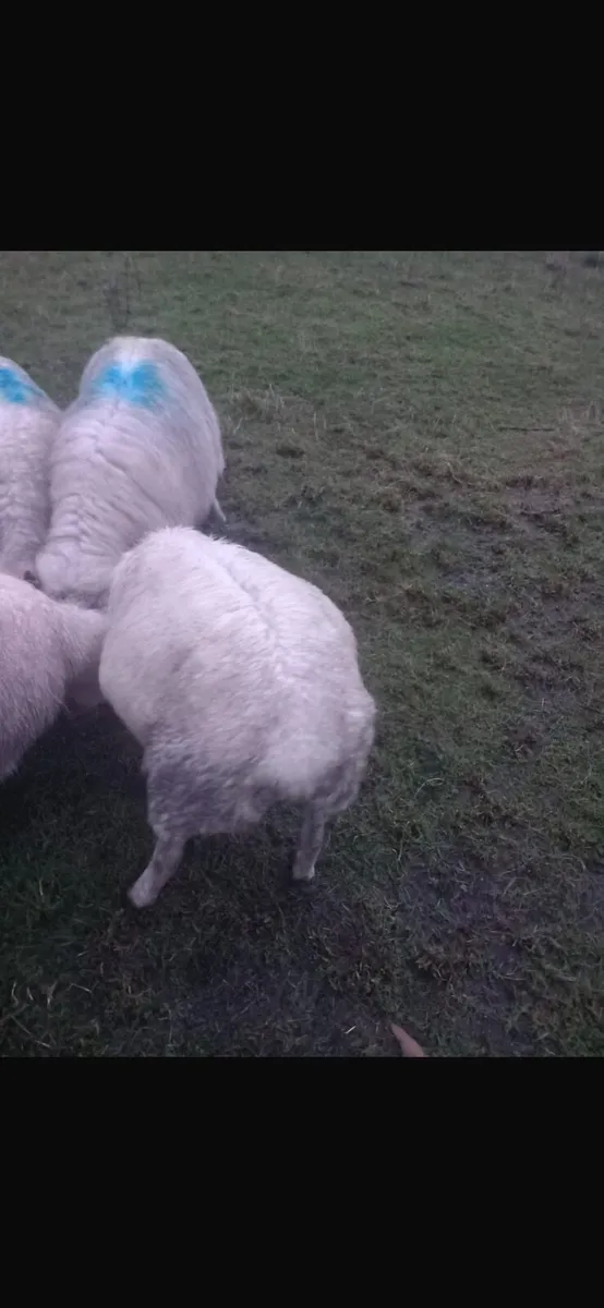 Broken mouth ewes for sale - Image 3