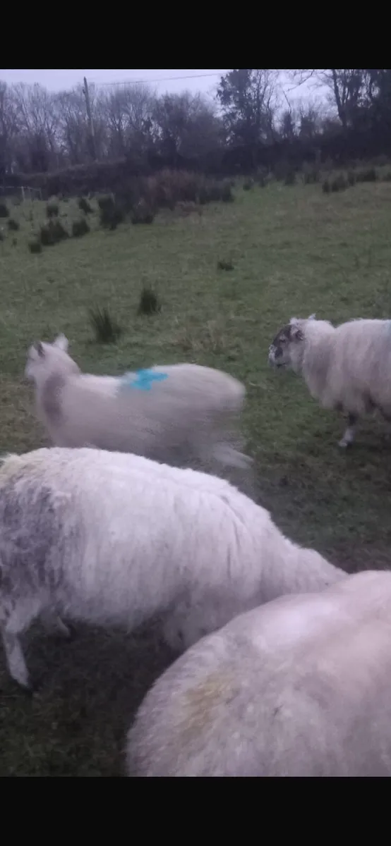 Broken mouth ewes for sale - Image 4