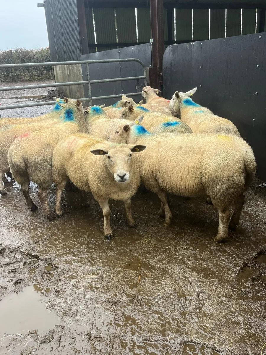 💥10 serious texel x inlamb ewes 💥 - Image 1
