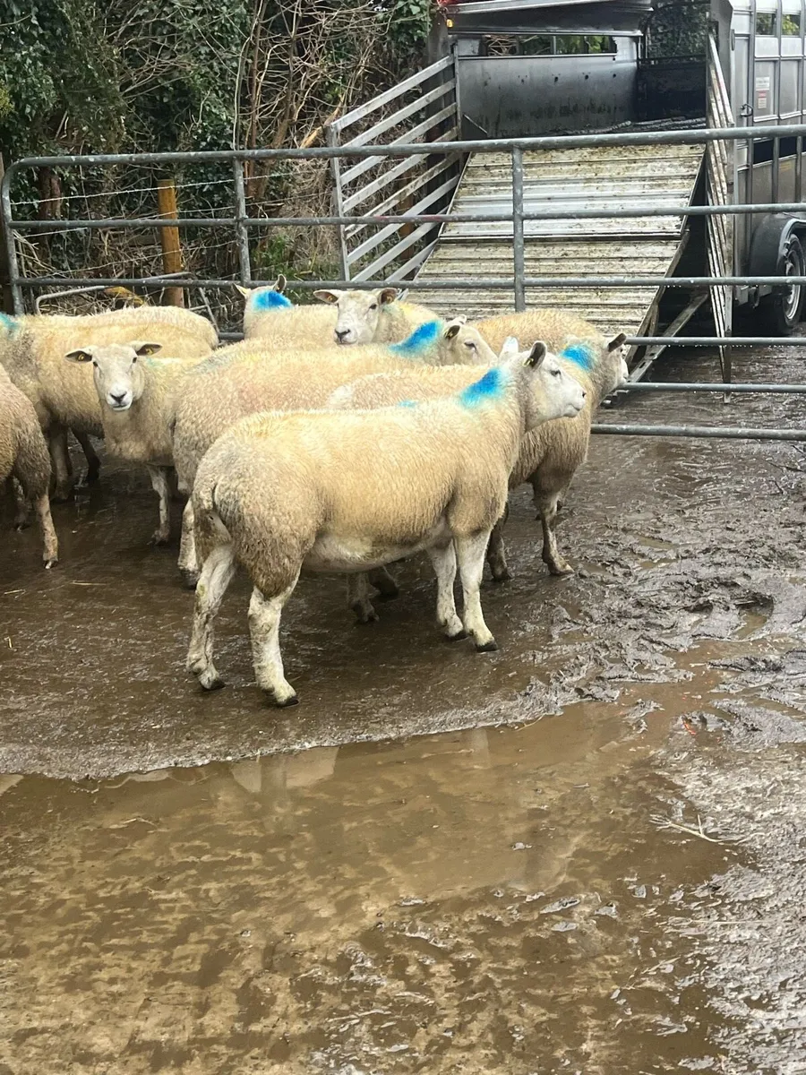 💥10 serious texel x inlamb ewes 💥 - Image 2