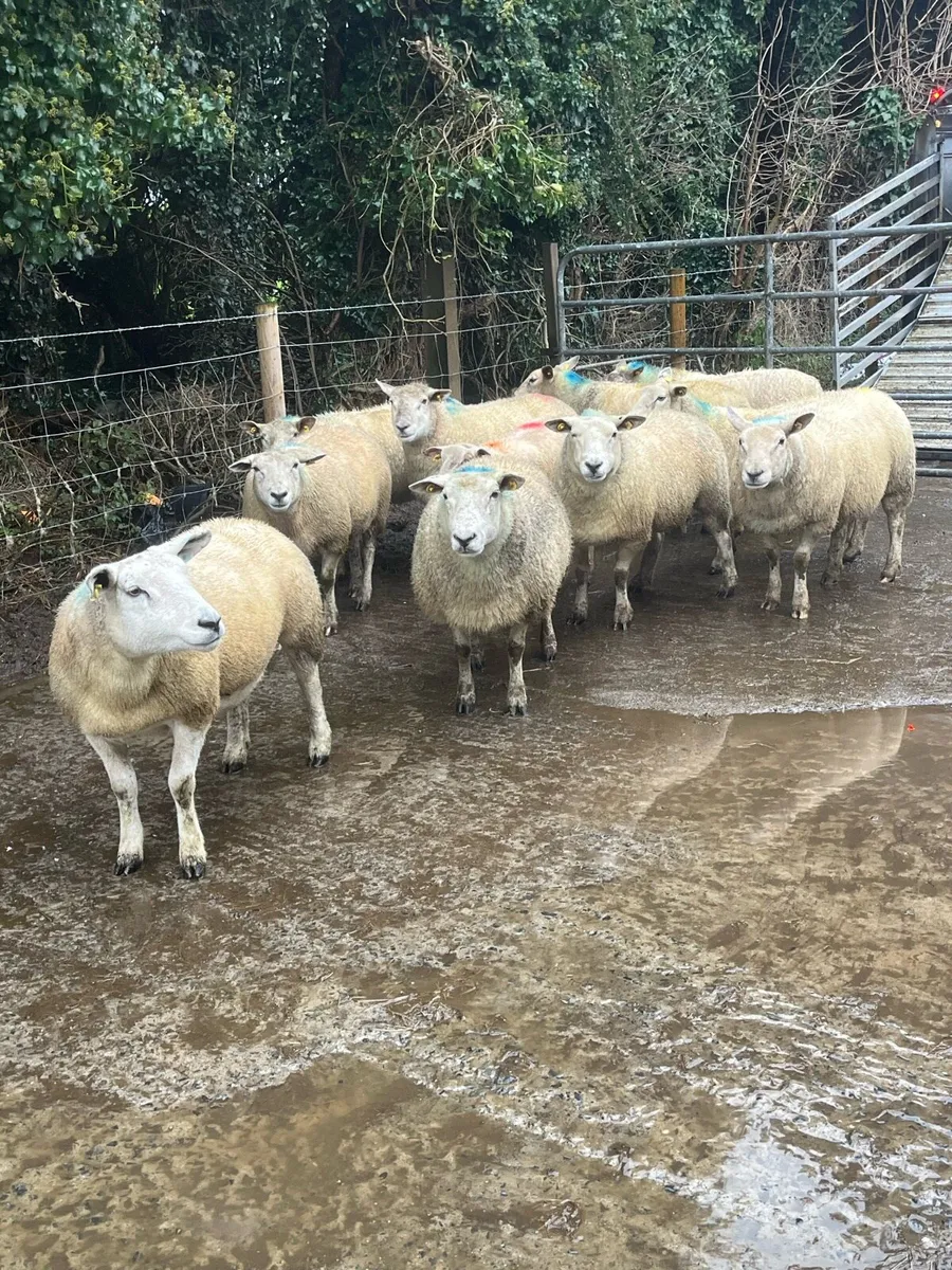 💥10 serious texel x inlamb ewes 💥 - Image 3
