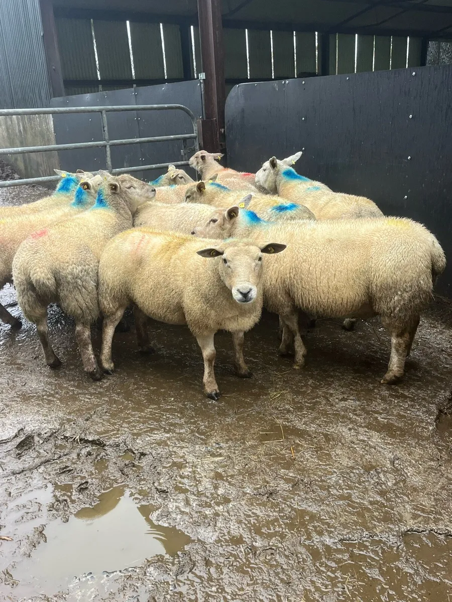 💥10 serious texel x inlamb ewes 💥 - Image 4