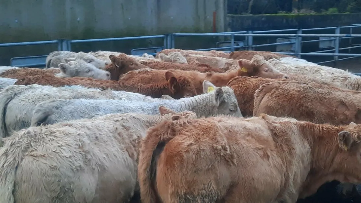 40 Super Charolais Heifers - Image 2