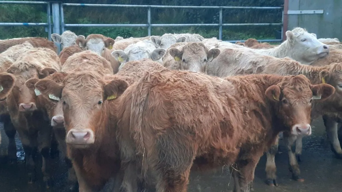 40 Super Charolais Heifers - Image 3