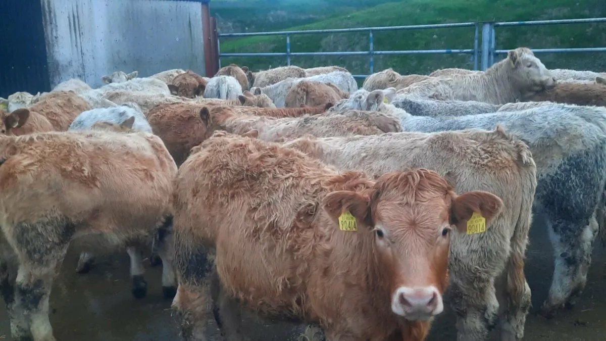 40 Super Charolais Heifers - Image 4