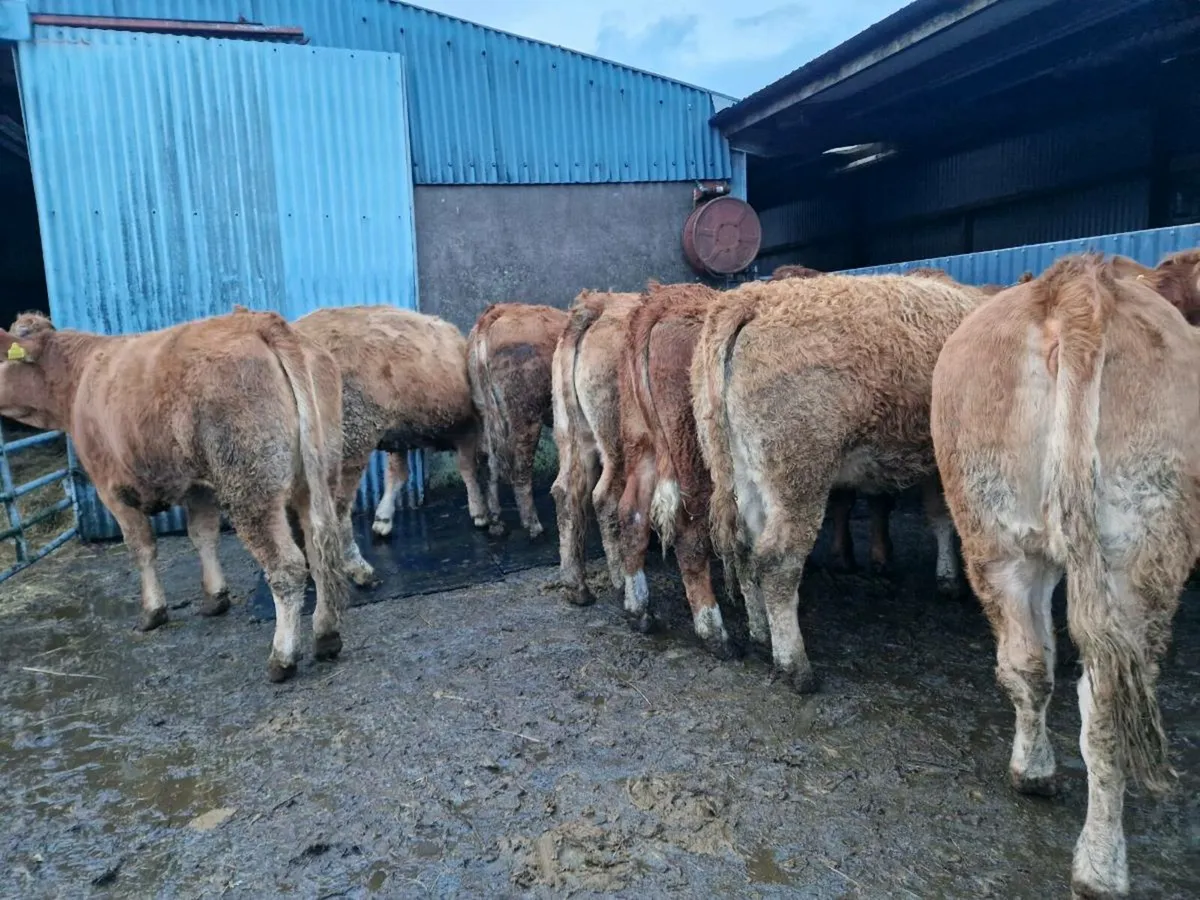 Breeding Heifer s - Image 2