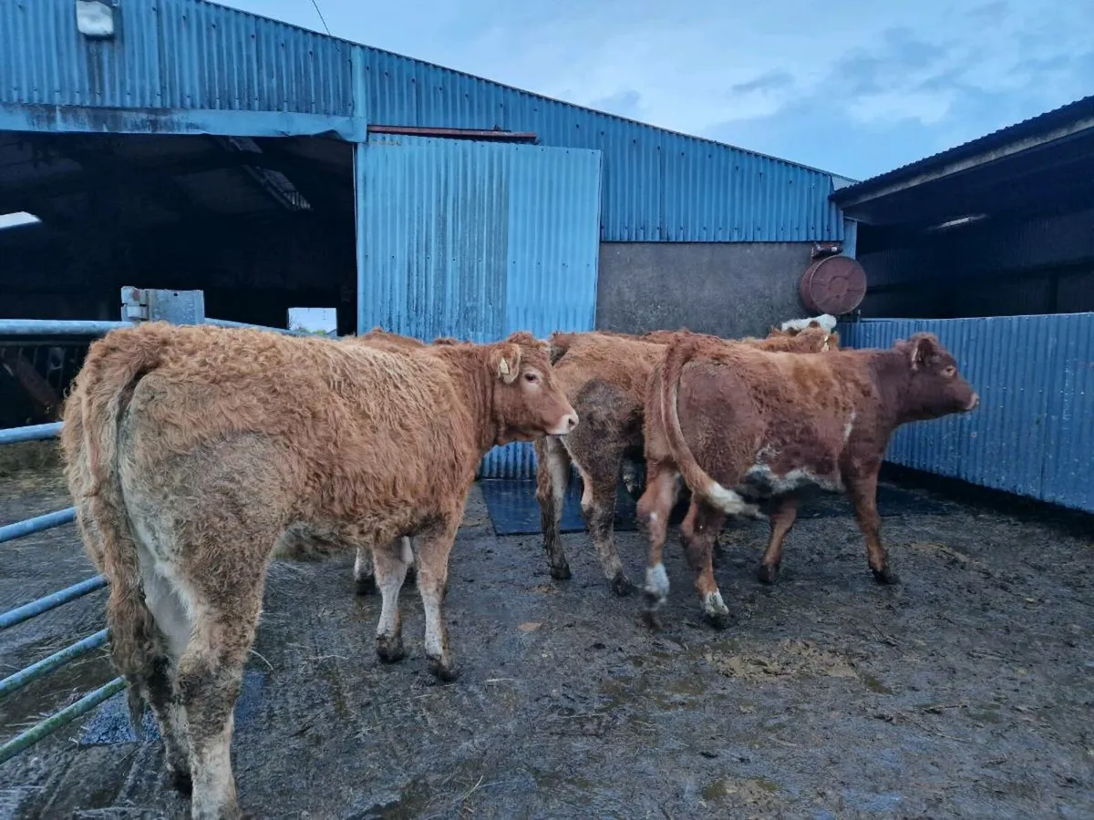 Breeding Heifer s - Image 3