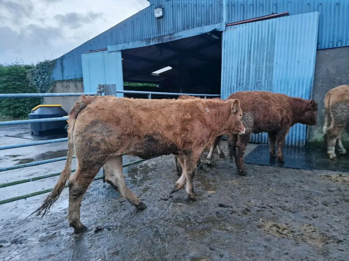 Breeding Heifer s - Image 4