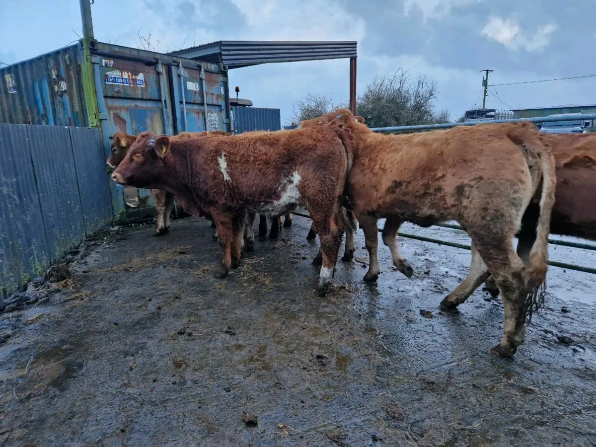 Breeding Heifer s - Image 1